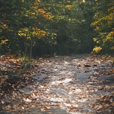 A dirt road surrounded by trees and leaves