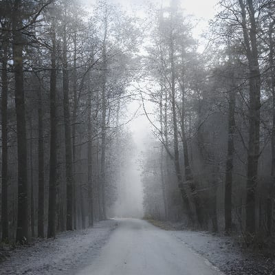 A dirt road in the middle of a forest