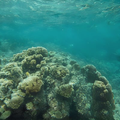 A large group of fish swimming over a coral reef