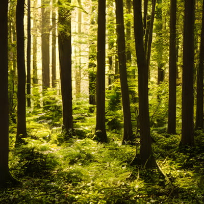 A forest filled with lots of tall trees