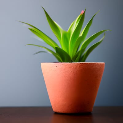 A small potted plant sitting on top of a wooden table