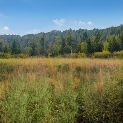 A field with tall grass and trees in the background