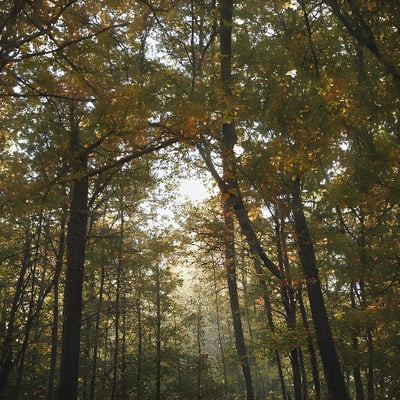 A forest filled with lots of trees covered in leaves