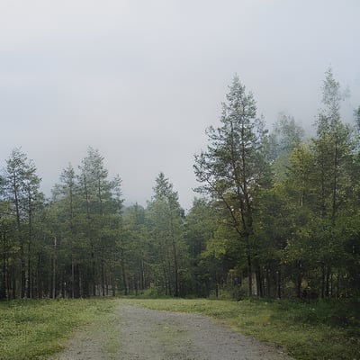 A dirt road in the middle of a forest