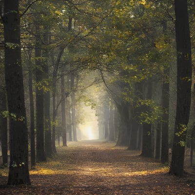 A path through a forest with lots of trees