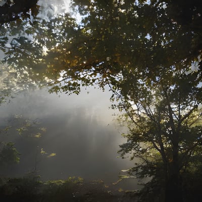 The sun shines through the trees in the forest