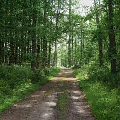 A dirt road in the middle of a forest