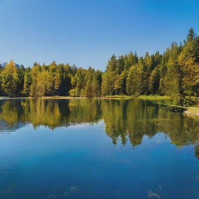 A large body of water surrounded by trees