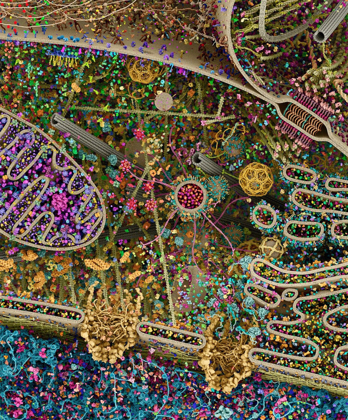 3d visualization of a eukaryotic cell