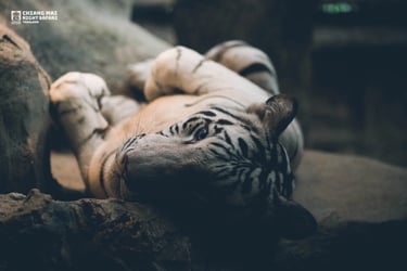 Chiang Mai Night Safari Tickets - Thai Pass