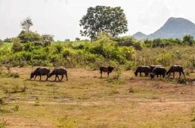 Elephant Day Care at Elephants World Kanchanaburi - Thai Pass