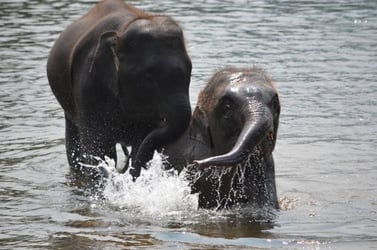 Elephant Day Care at Elephants World Kanchanaburi - Thai Pass