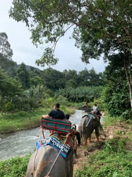 White Water Rafting, Flying Fox and ATV Adventure Experience Tour from Phuket - Thai Pass