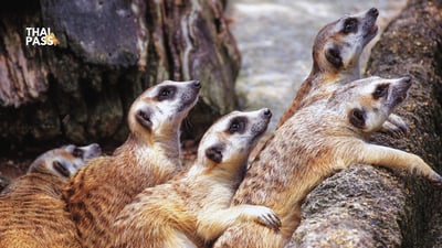 Chiang Mai Night Safari Ticket
