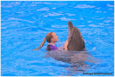 Pattaya Dolphinarium Tickets - Thai Pass