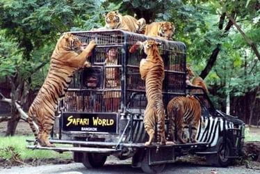 Safari World Bangkok Tickets with Private Transfers (Special Privileges at MBK Center) - Thai Pass