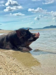 Koh Tan & Koh Mudsum Tour by Speedboat from Samui