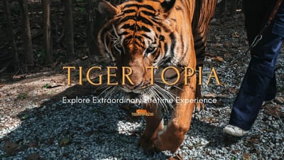 Tiger Topia Zoo Sri Racha