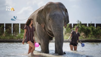 Elephant Jungle Sanctuary Ticket, Pattaya