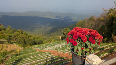 caption (24).jpg