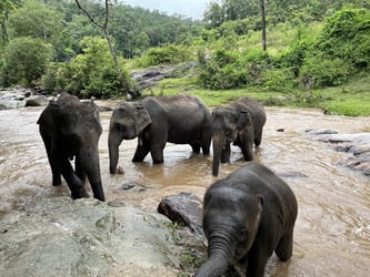 20241112010511Doi-Inthanon-National-Park-Elephant-Sanctuary (5).jpeg