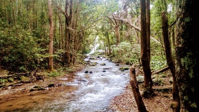 Doi Inthanon National Park and Pha Dok Siew Day Tour - Thai Pass