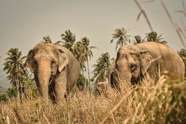 Elephant Jungle Sanctuary Ticket, Koh Samui - Thai Pass
