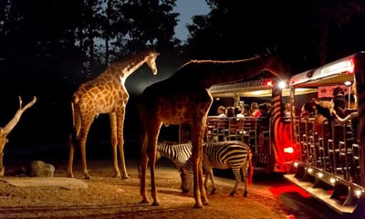 Chiang Mai Night Safari Ticket - Thai Pass