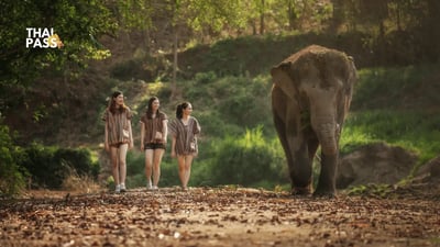 Elephant Jungle Sanctuary Tickets, Phuket