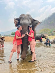 Secret Elephant Sanctuary Tours - Thai Pass