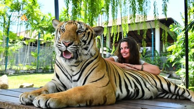 Tiger Park Phuket Ticket ( Big Buddha ) - Thai Pass