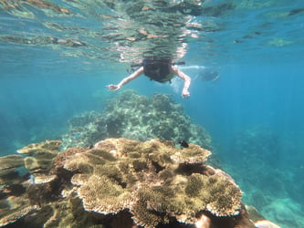 Koh Tao & Koh Nangyuan Snorkeling Tour by Speedboat from Samui