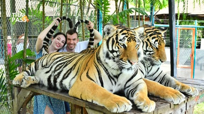 Tiger Park Phuket Ticket ( Big Buddha ) - Thai Pass