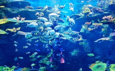 SEA Life Bangkok Ocean World Tickets - Thai Pass