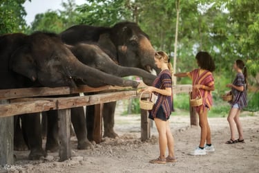 Elephant Jungle Sanctuary Tickets, Phuket - Thai Pass