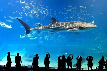 SEA Life Bangkok Ocean World Tickets - Thai Pass