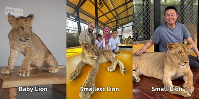 Lion Land Phuket Ticket - Thai Pass