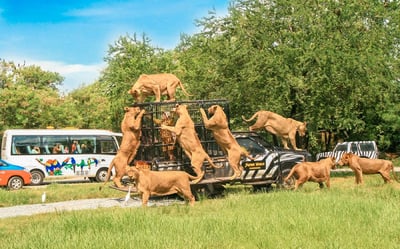 Safari World Bangkok Tickets with Indian Lunch Buffet