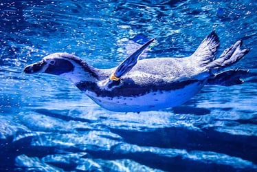Aquaria Tickets, Phuket - Non Thai Resident - Thai Pass