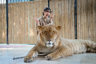 Sri Ayutthaya Lion Park Ticket