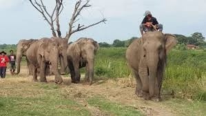 Closest Way for Wild Life & Living as Thai People with Thai Costume in Ayutthaya Day Tour - Thai Pass