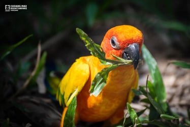 Chiang Mai Night Safari Tickets - Thai Pass