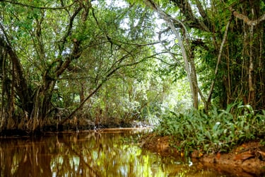 Half Day Tour: Little Amazon and Takuapa Old Town