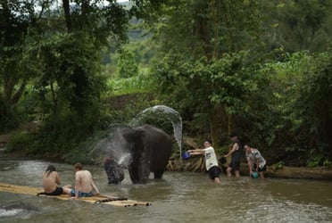 Chiang Mai: National Elephant Care & Bamboo Rafting with Van Transfer
