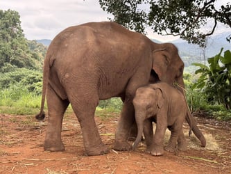 20241111060101Elephant-Sanctuary-Bamboo-Rafting (14).jpeg