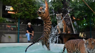 Tiger Park Phuket Ticket ( Big Buddha )