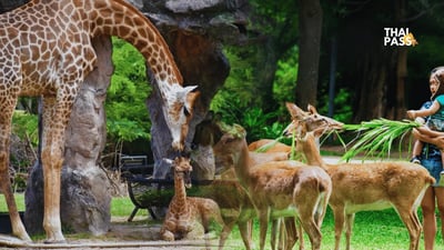 Khao Kheow Open Zoo Ticket, Pattaya