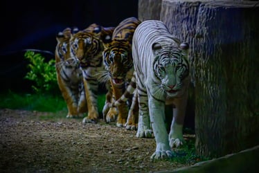 Chiang Mai Night Safari Ticket - Thai Pass