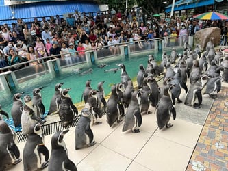 Khao Kheow Open Zoo Ticket, Pattaya - Thai Pass