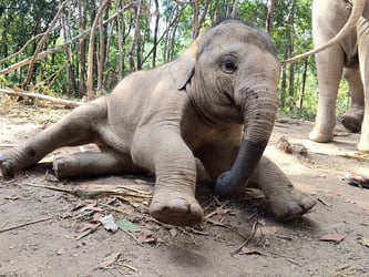 Elephant Jungle Sanctuary Tickets, Chiang Mai - Thai Pass